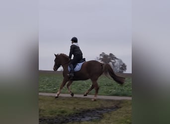 New Forest Pony, Ruin, 16 Jaar, 152 cm, Vos