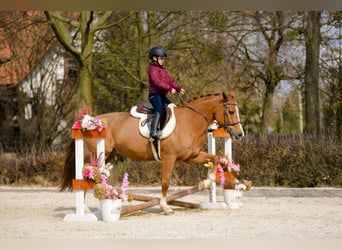 New Forest Pony, Ruin, 17 Jaar, 147 cm, Vos