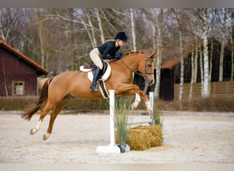 New Forest Pony, Ruin, 17 Jaar, 147 cm, Vos