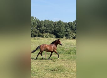 New Forest Pony, Ruin, 2 Jaar, 140 cm, Bruin