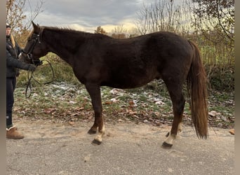 New Forest Pony, Ruin, 2 Jaar, Donkere-vos