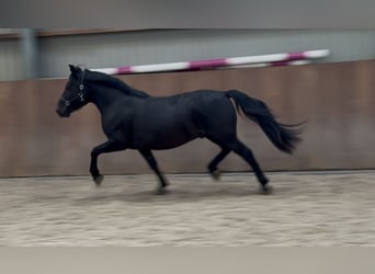 New Forest Pony, Ruin, 3 Jaar, 136 cm, Zwart