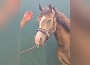 New Forest Pony, Ruin, 3 Jaar, 144 cm, Buckskin