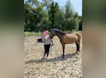 New Forest Pony, Ruin, 3 Jaar, 144 cm, Buckskin