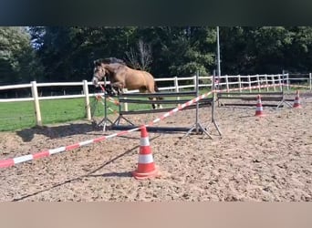 New Forest Pony, Ruin, 3 Jaar, 144 cm, Buckskin