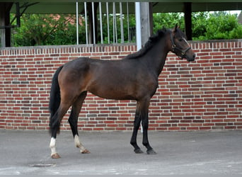 New Forest Pony, Ruin, 3 Jaar, 145 cm, Brauner