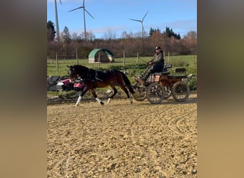 New Forest Pony, Ruin, 3 Jaar, 145 cm, Bruin