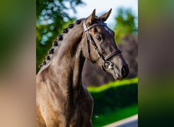 New Forest Pony, Ruin, 3 Jaar, 146 cm, Zwartbruin