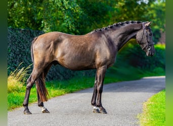 New Forest Pony, Ruin, 3 Jaar, 146 cm, Zwartbruin