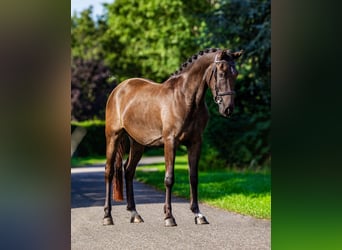 New Forest Pony, Ruin, 3 Jaar, 146 cm, Zwartbruin