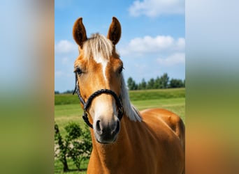 New Forest Pony, Ruin, 3 Jaar, 150 cm, Vos