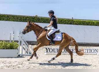 New Forest Pony, Ruin, 3 Jaar, 152 cm, Vos