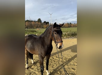New Forest Pony, Ruin, 4 Jaar, 145 cm, Bruin