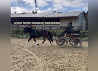 New Forest Pony, Ruin, 4 Jaar, 145 cm, Bruin