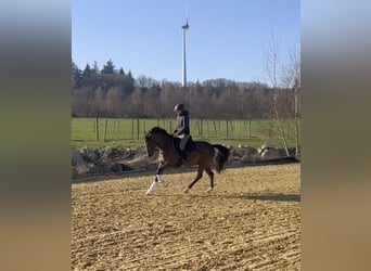 New Forest Pony, Ruin, 4 Jaar, 146 cm, Bruin