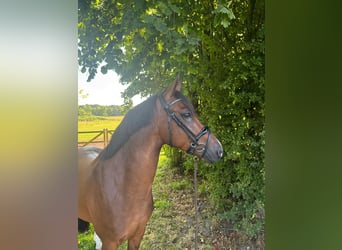 New Forest Pony, Ruin, 4 Jaar, 147 cm, Donkerbruin