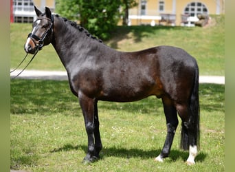New Forest Pony, Ruin, 4 Jaar, 148 cm, Zwart