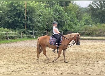 New Forest Pony, Ruin, 5 Jaar, 142 cm, Vos