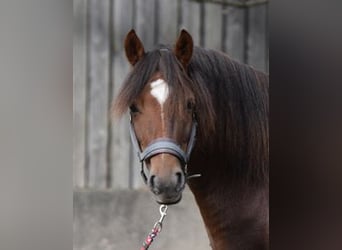 New Forest Pony, Ruin, 5 Jaar, 143 cm, Vos