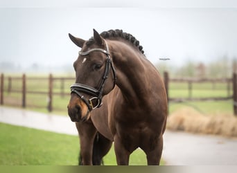 New Forest Pony, Ruin, 5 Jaar, 145 cm, Donkerbruin