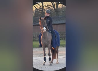 New Forest Pony, Ruin, 5 Jaar, 146 cm, Donkere-vos