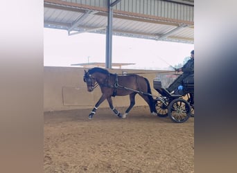 New Forest Pony, Ruin, 5 Jaar, 147 cm, Bruin