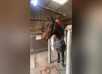 New Forest Pony, Ruin, 5 Jaar, 147 cm, Donkerbruin