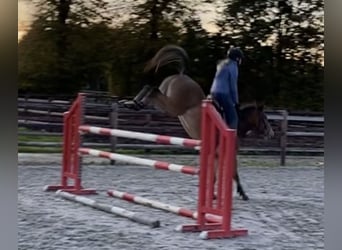 New Forest Pony Mix, Ruin, 5 Jaar, 147 cm, Roan-Bay