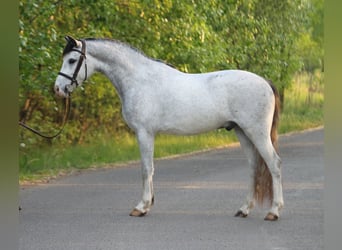 New Forest Pony, Ruin, 5 Jaar, 147 cm, Schimmel
