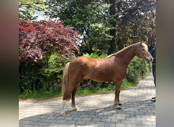 New Forest Pony, Ruin, 6 Jaar, 137 cm, Vos
