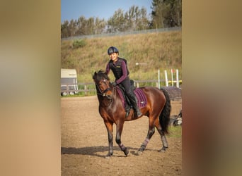 New Forest Pony, Ruin, 6 Jaar, 147 cm, Bruin