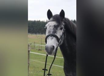 New Forest Pony, Ruin, 6 Jaar, 148 cm, kan schimmel zijn
