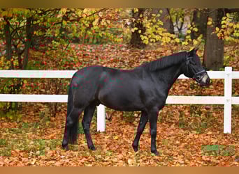 New Forest Pony, Ruin, 7 Jaar, 142 cm, Zwartbruin