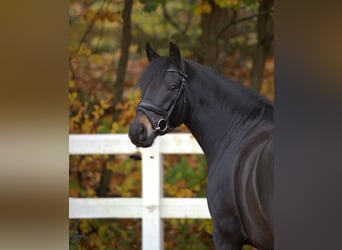 New Forest Pony, Ruin, 7 Jaar, 142 cm, Zwartbruin