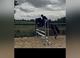 New Forest Pony, Ruin, 8 Jaar, 143 cm, Bruin