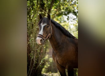 New Forest Pony, Ruin, 8 Jaar, 143 cm, Bruin