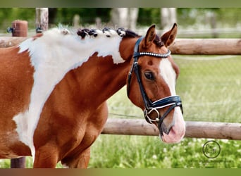 New Forest Pony, Ruin, 9 Jaar, 136 cm, Gevlekt-paard