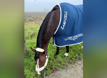 New Forest Pony, Ruin, 9 Jaar, 144 cm, Bruin