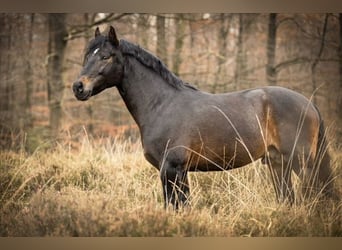 New Forest Pony, Stallion, 11 years, 14.2 hh, Bay-Dark