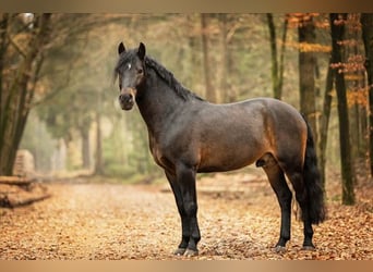 New Forest Pony, Stallion, 11 years, 14.2 hh, Bay-Dark