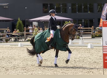 New Forest Pony, Stallion, 16 years, 14,2 hh, Brown