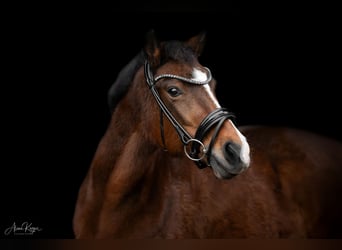 New Forest Pony, Stallion, 19 years, 14 hh, Brown
