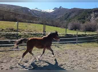New Forest Pony, Stallion, 1 year, 12,2 hh, Brown
