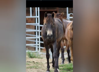 New Forest Pony, Stallion, 1 year, 14,1 hh