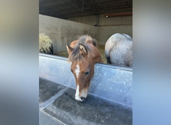 New Forest Pony, Stallion, 1 year, Brown