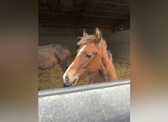 New Forest Pony, Stallion, 1 year, Brown