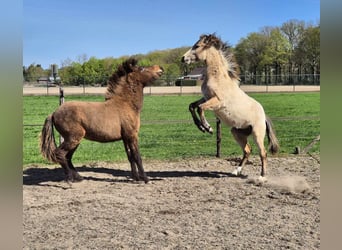 New Forest Pony, Stallion, 1 year, Dun