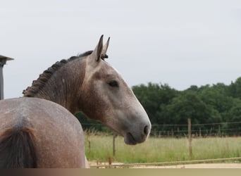 New Forest Pony Mix, Stallion, 2 years, 15.1 hh, Grey