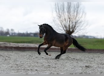 New Forest Pony, Stallion, 3 years, 12 hh, Bay-Dark