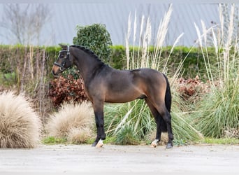 New Forest Pony, Stallion, 3 years, 12 hh, Bay-Dark